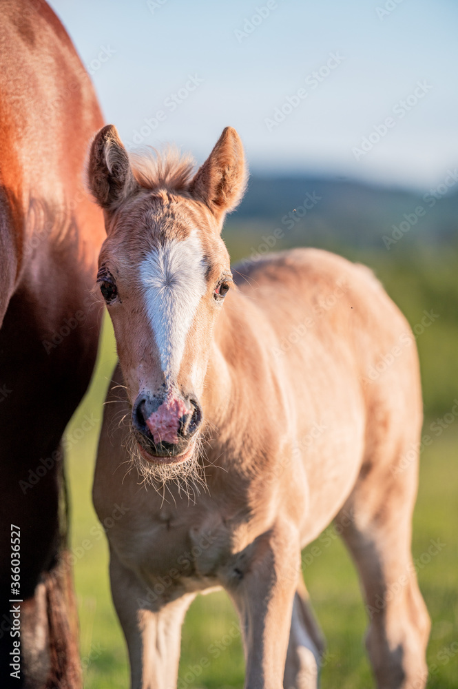 Fototapeta premium Cute little adorable horse foal in sunset on meadow. Fluffy beautiful healthy little horse filly.