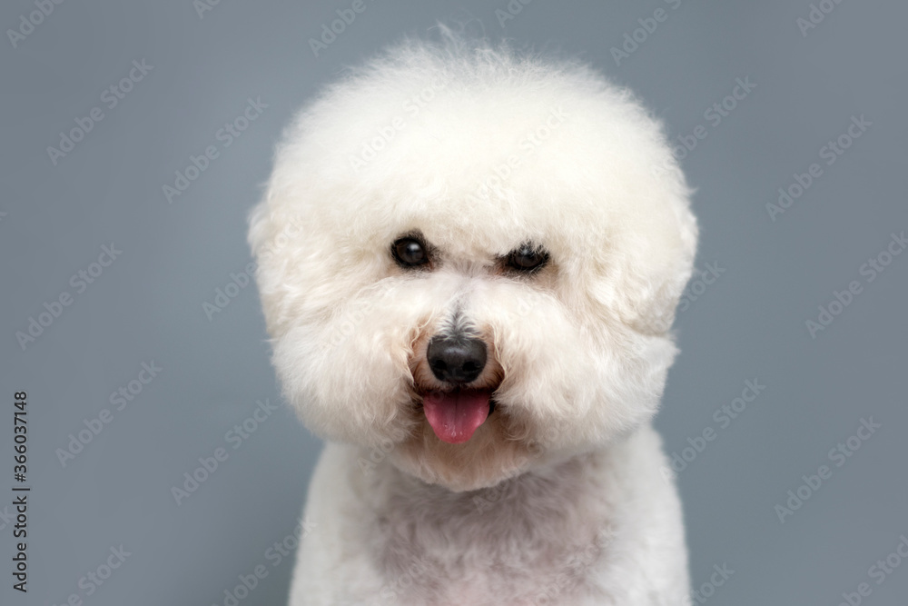 Portrait of white Bishon frise dog