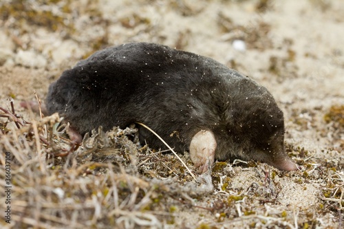 Closeup shot of the cute and little Eastern mole photo