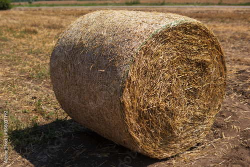 Tableau sur toile one yellow round bale of hay lies on the ground, close-up
