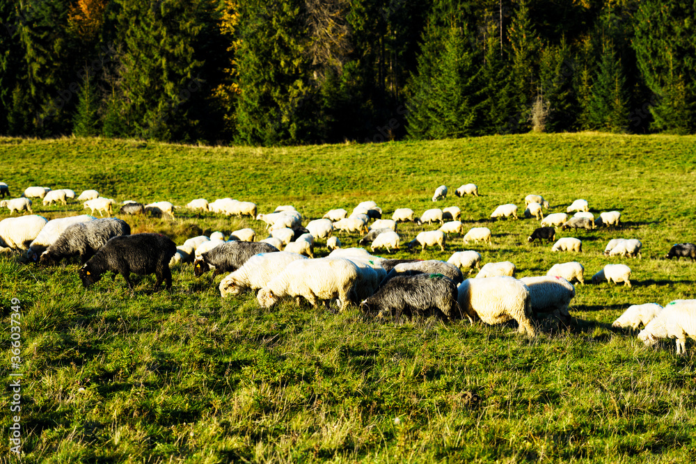 Φωτογραφία High in the mountains shepherds graze cattle among the panorama of wild forests and fields of Pieniny National Park