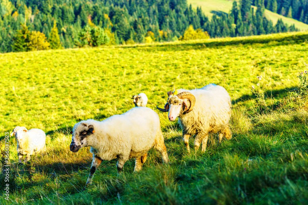 Φωτογραφία High in the mountains shepherds graze cattle among the panorama of wild forests and fields of Pieniny National Park