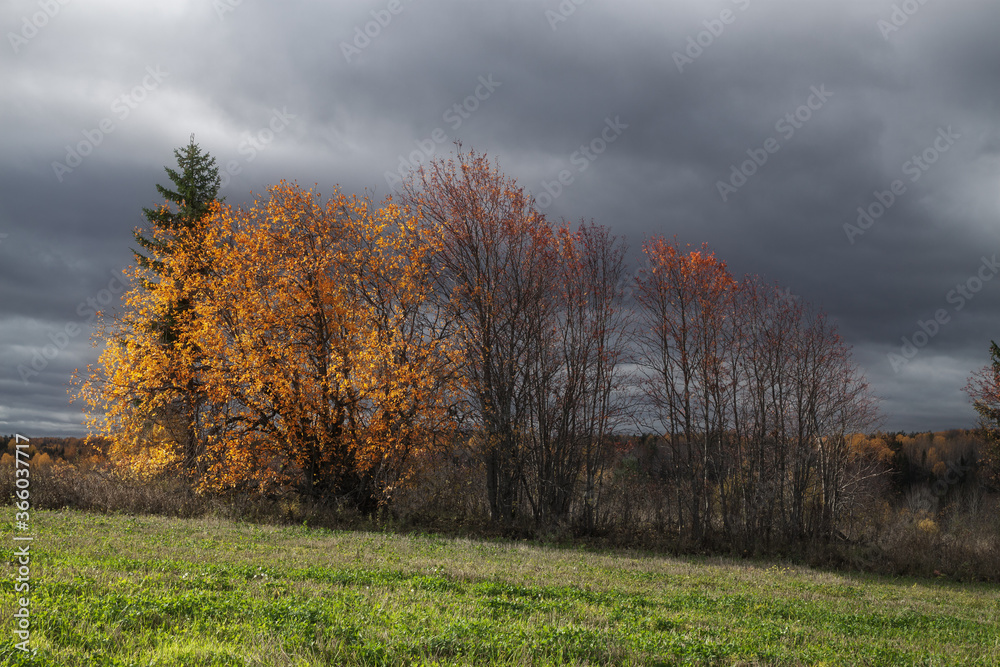 autumn grove and dramatic sky