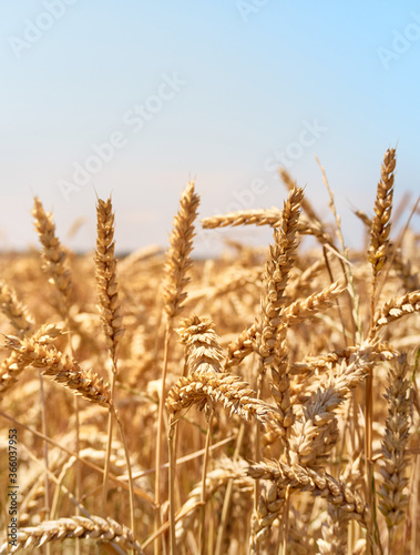 Golden wheat field and sunny day.