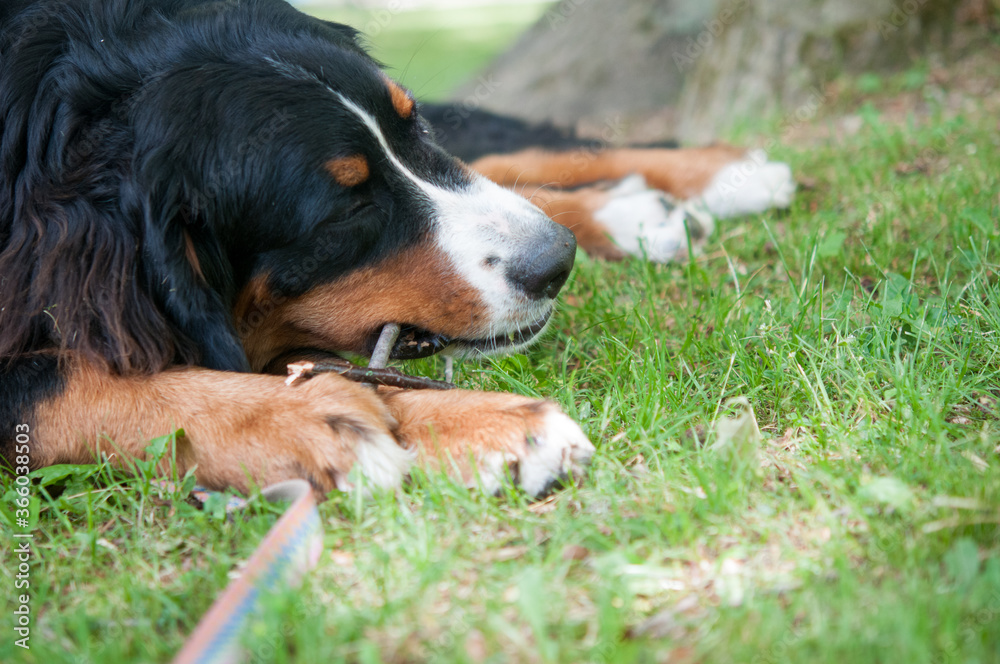bernese mountain dog lying on grass