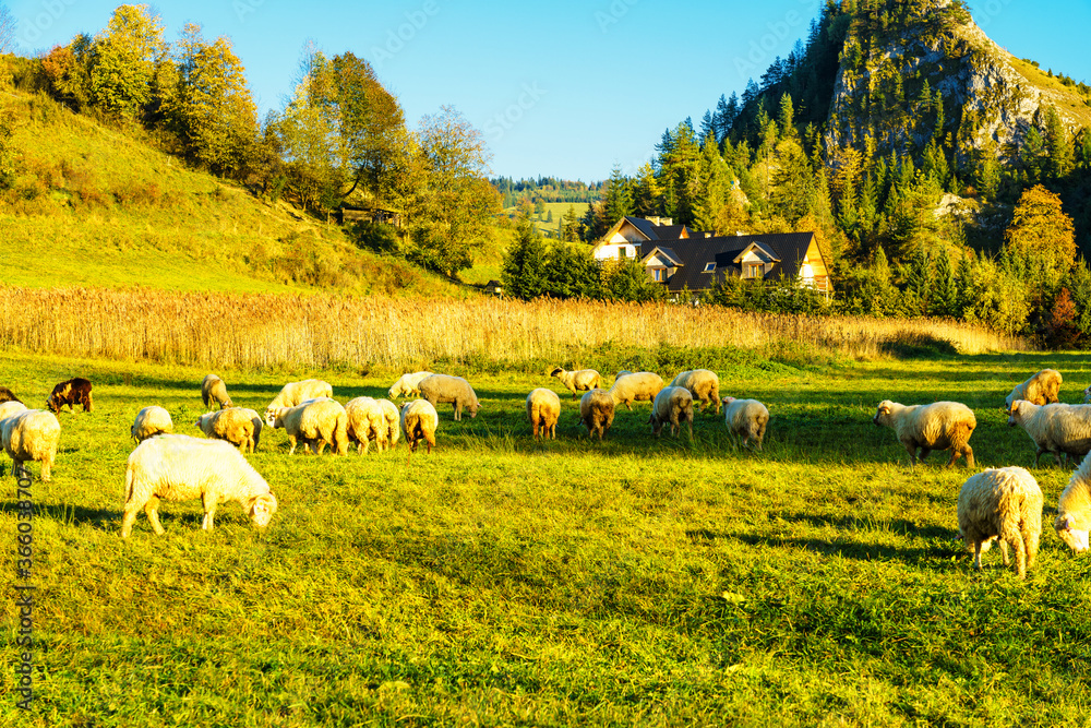 Φωτογραφία High in the mountains shepherds graze cattle among the panorama of wild forests and fields of Pieniny National Park