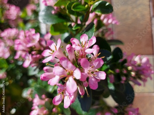 pink flowers, Escallonia pink elle flower