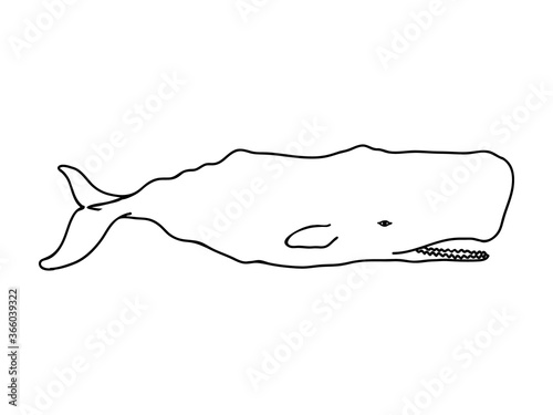 Sperm whale vector icon. Hand drawn line illustration.