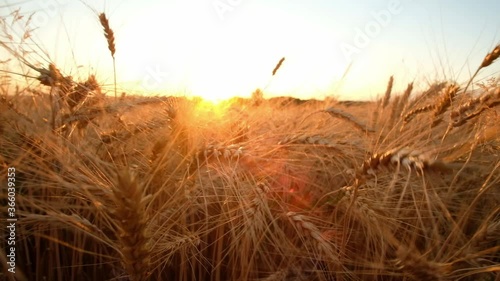 Close-up of Cereal Field at Sunset. Close-up view of rye or wheat spikelets at sunset, summer, harvesting farming and agricultural concept. 