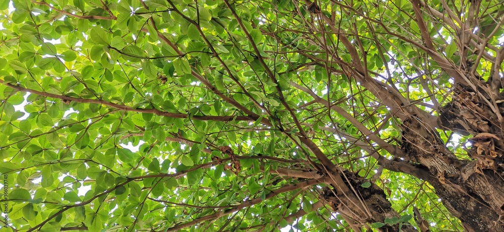 Obraz premium green leaves background