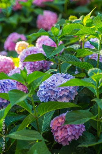 pink flower in the garden photo