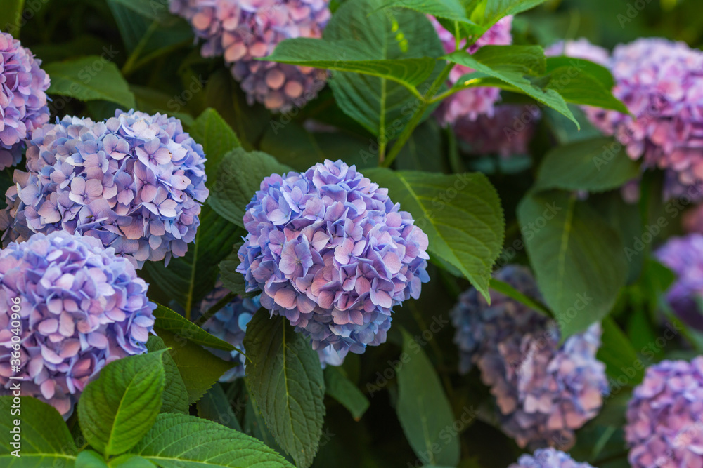 Delightful blue-lilac hydrangea with blossoming flowers on a large bush.
Delightful blue-lilac hydrangea with blossoming flowers on a large bush.
