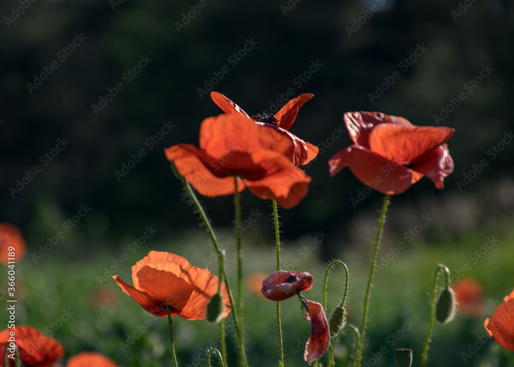 Obraz premium bright red poppies, fragments of poppy petals on a blurred background