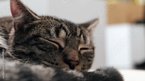 Adorable gray cat sleeping.
