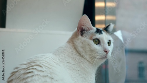 White cat sitting in the room.

