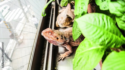 Chameleon looking outside of window.