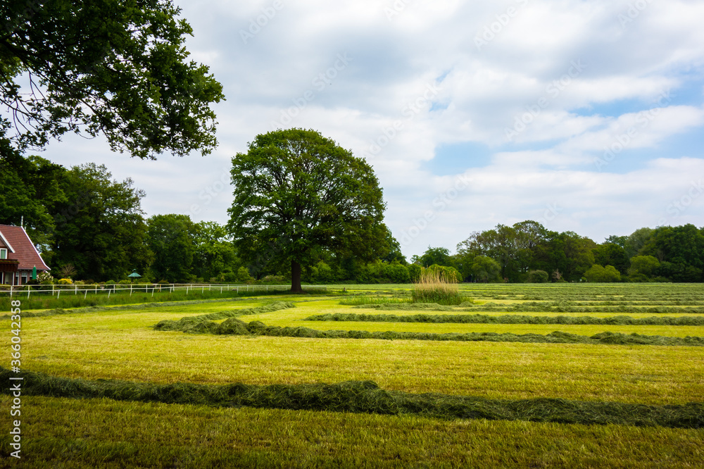 Rural landscape with drying hay near Oldenzaal, Netherlands
