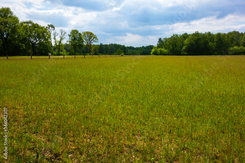 Landscape with grain field in Twente, Netherlands 