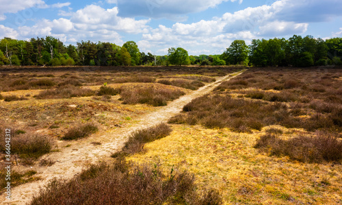 Heath landscape in the circles of Mander near Tubbergen, Netherlands
 photo