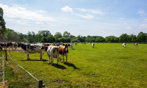 Red and white cows in a meadow near Oldenzaal, Netherlands
 photo