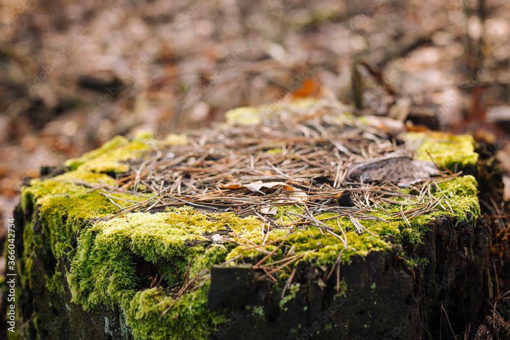 Close up photo with selective focus of green moss and pine thorns on old stump Close up photo with selective focus of green moss and pine thorns on old stump