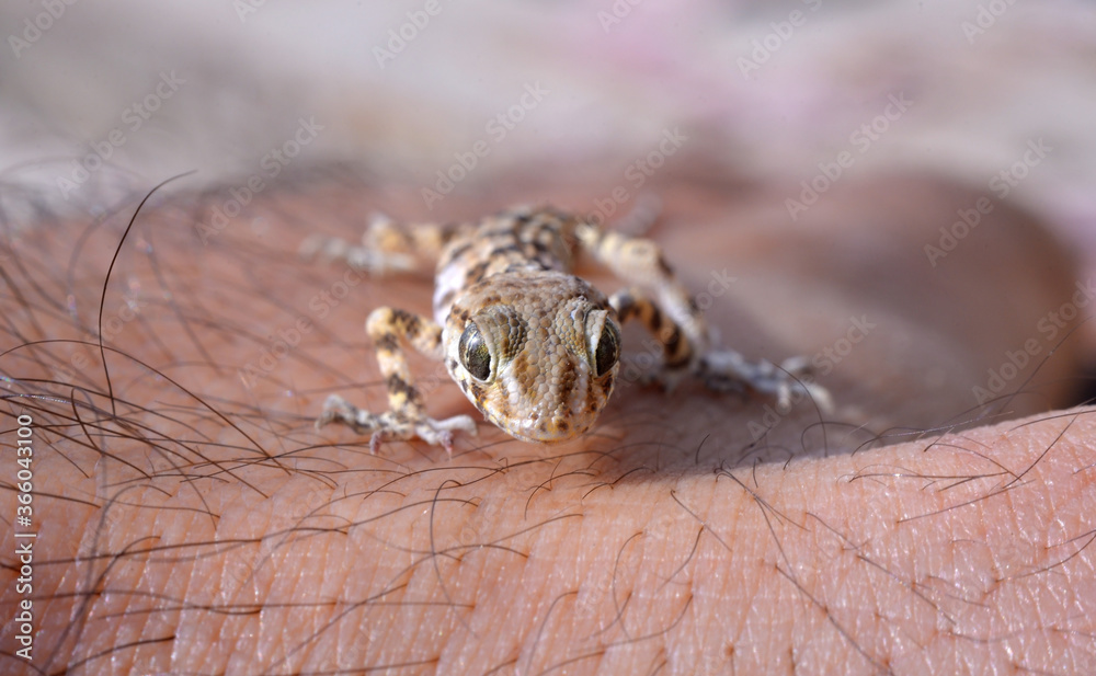 Naklejka premium lizard on a branch