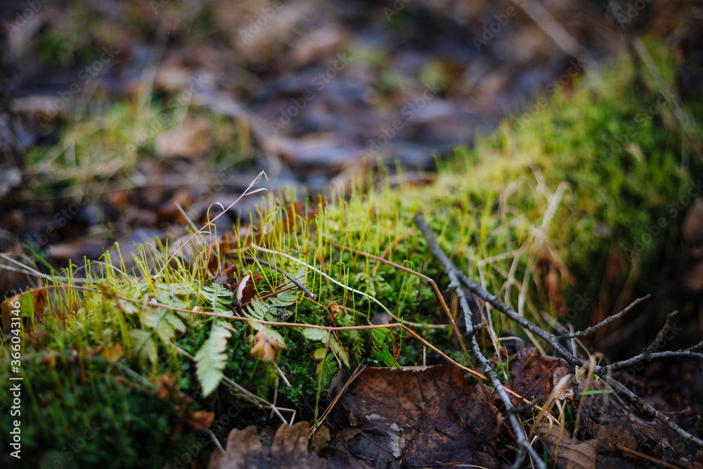 Close up photo with selective focus of green moss on tree root Close up photo with selective focus of green moss on tree root