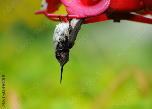 Hummingbird hanging on a feeder in a state of torpor.