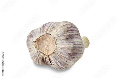 Unpeeled bulb of garlic isolated on white background. Vegetable, spice. Fresh, ripe summer harvest. Close up, copy space