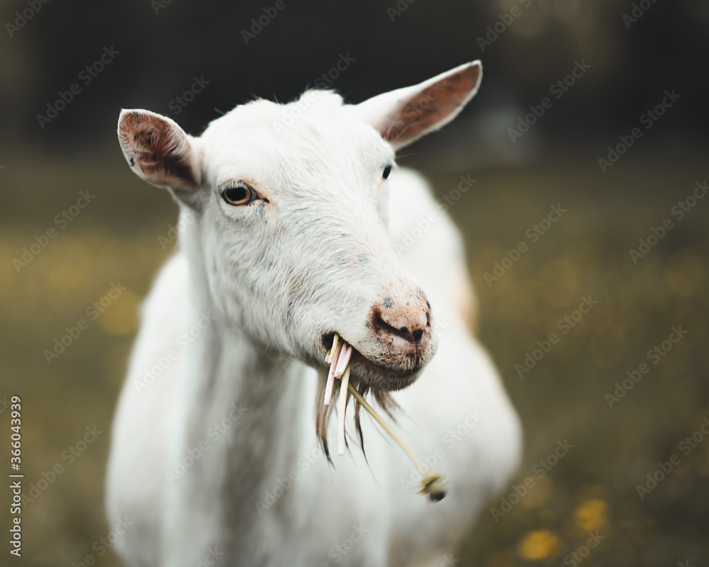 Obraz premium Goat looking at camera