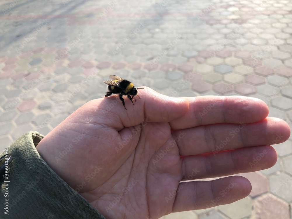 Obraz premium Bumblebee sits quietly on a human hand. Transparent wings, body with black yellow stripes. Veterinarian exotic Veterinarian wildlife Nature, copy space