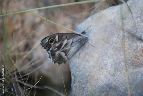 Hipparchia Fidia, Striped Grayling Butterfly photo