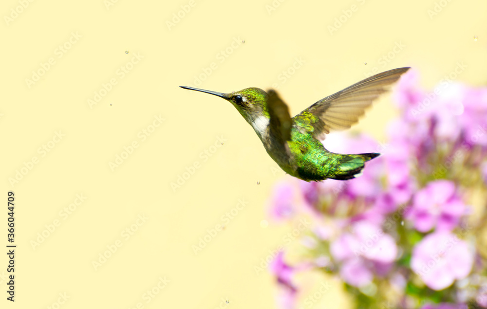 Fototapeta premium Ruby throated hummingbird in motion.