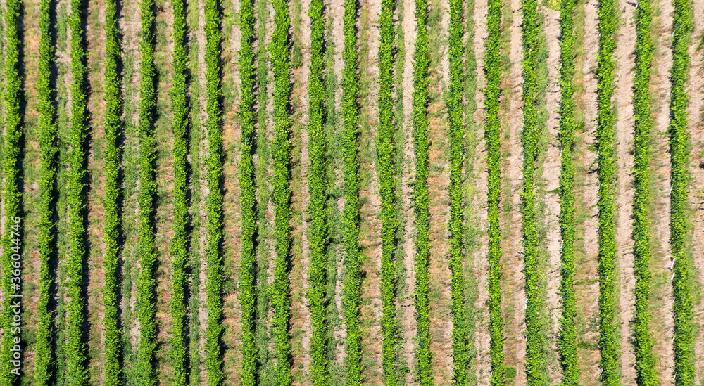 scenic vineyard at Leiwen, Trittenheim scenic vineyard at Leiwen, Trittenheim