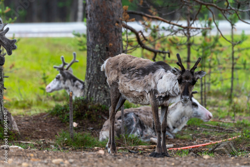 Reindeers pasturing in the wild have been accustomed to people and human settlements.
