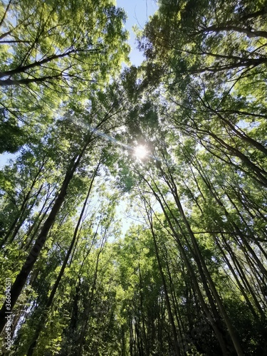  Sun smiles through tree tops