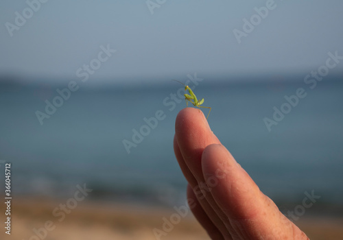 Small praying mantis on fingertips. Close up, wallpaper, copy space.