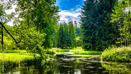 Summer landscape with river in the forest. Tsarskoye Selo (Pushkin), St. Petersburg, Russia