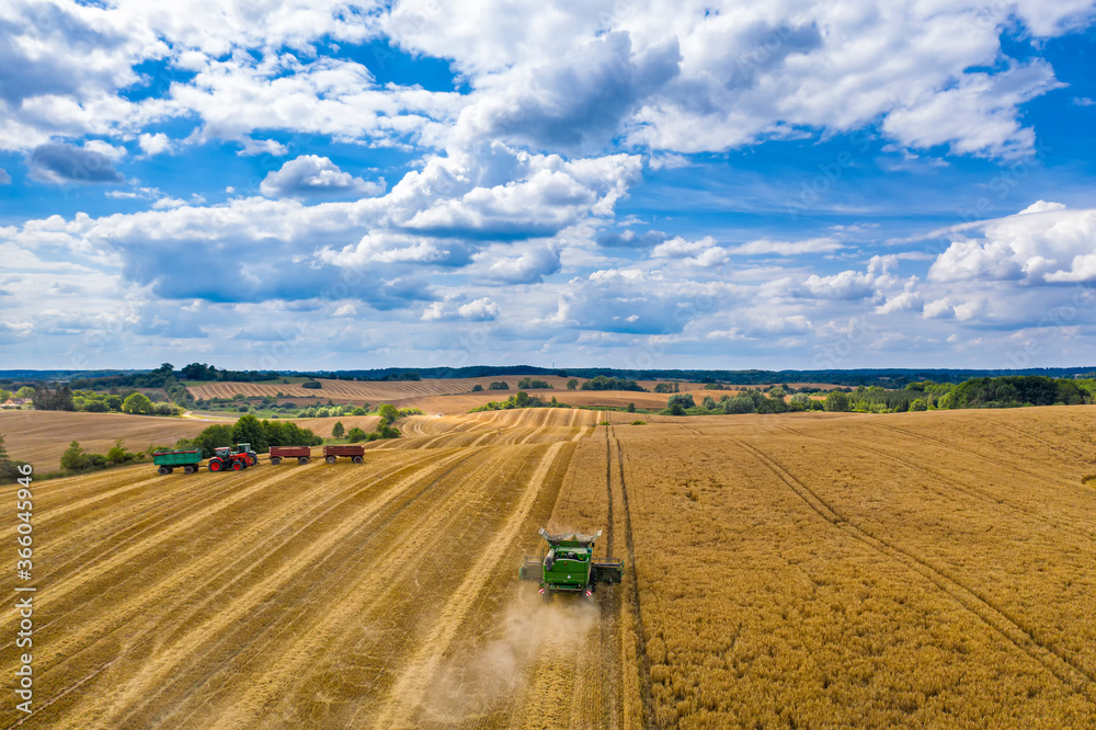Fototapeta premium Mähdrescher und Traktor bei der Getreideernte auf einem Feld in Brandenburg