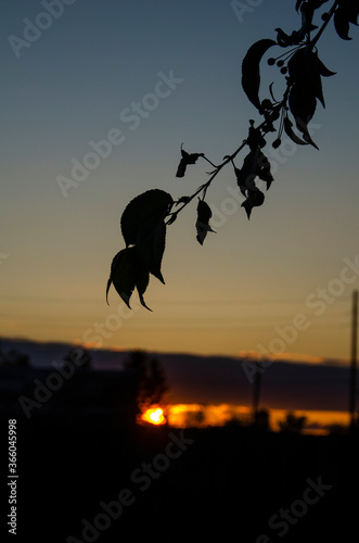 The silhouette of a branch at sunset © Виктория Большагина