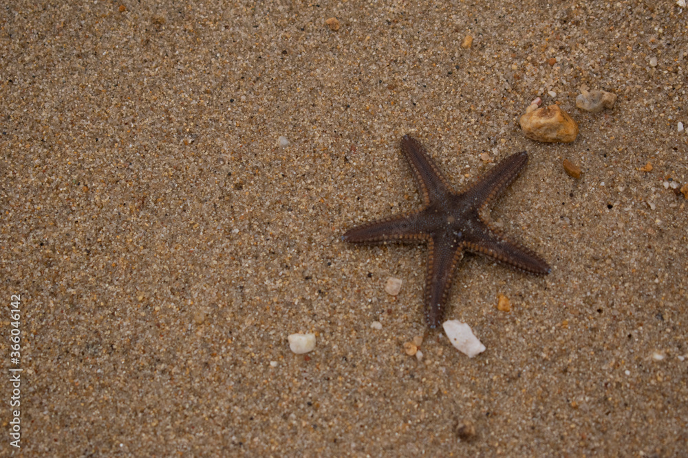 Starfish on beach sand, wildlife. Wallpaper, copy space. Starfish on beach sand, wildlife. Wallpaper, copy space.