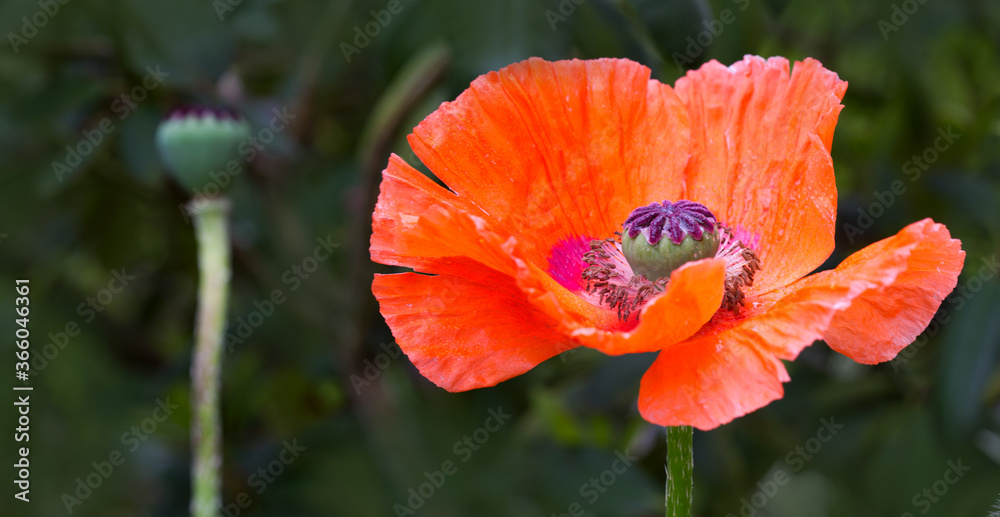 Fototapeta premium Close Up shot of a large red poppy isolated on green.