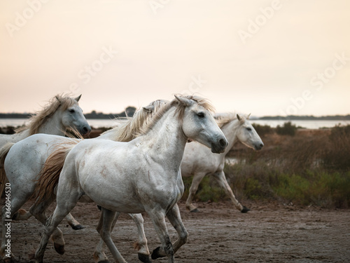 Camargue horses