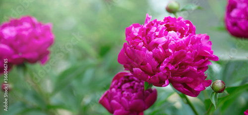 Beautiful blooming peonies in the garden. Flowers background. Banner