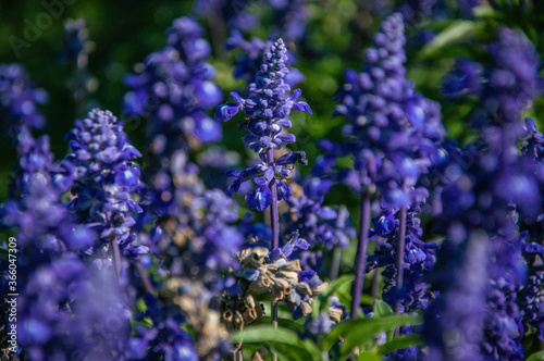 Close up of purple flowers