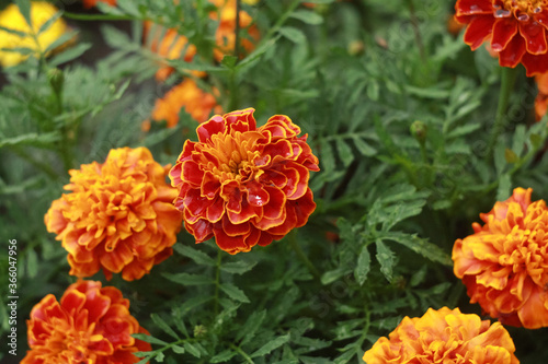 Orange blooming black marigolds (marigolds) in the summer on a flower bed in the park.