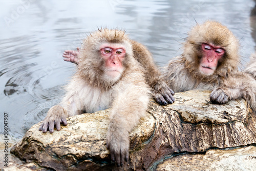 Funny Japanese macaques sitting in a hot spring. Snow monkeys (Macaca fuscata) Japan, Nagano Prefecture. © Victoria
