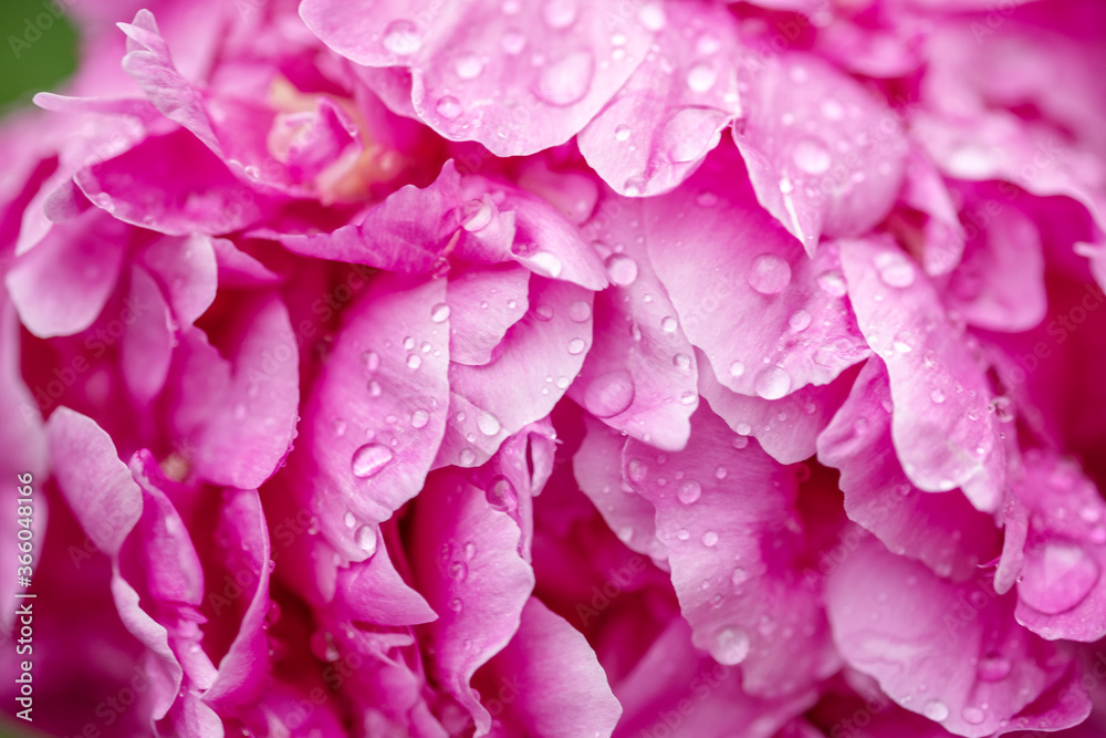 Peonies with water drops close-up. Peony flowers background