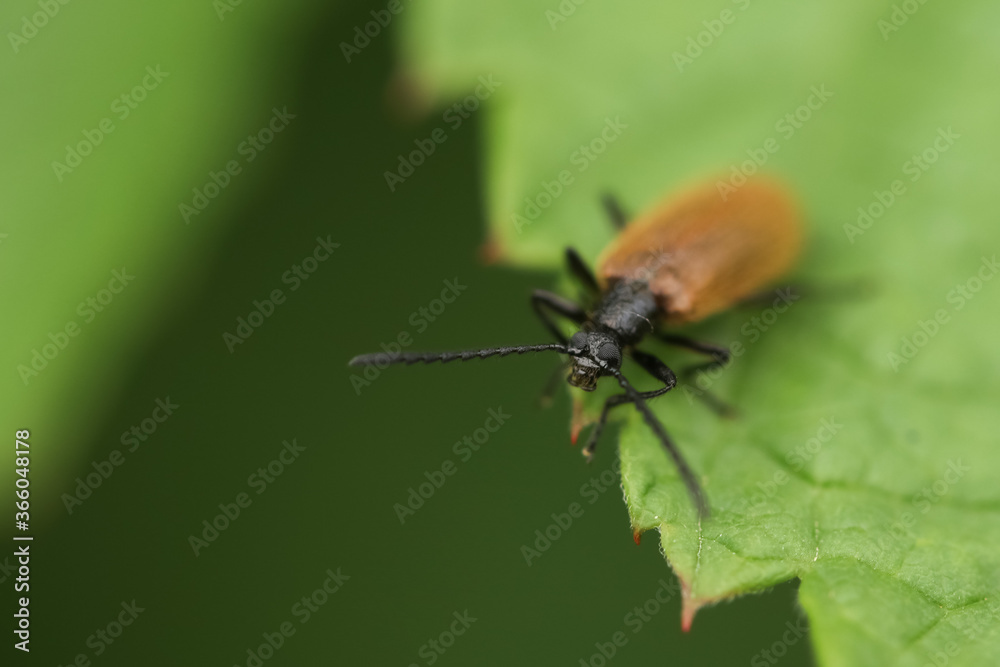 The common bush beetle sits in the summer on spruce grass in the Moscow region The common bush beetle sits in the summer on spruce grass in the Moscow region