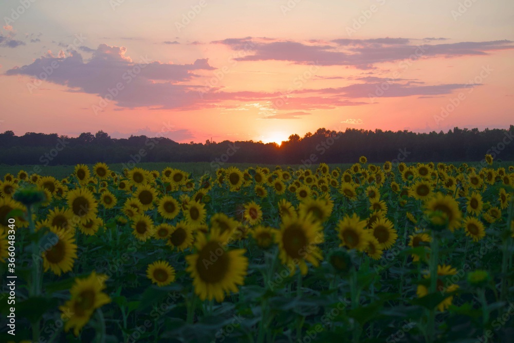 Fototapeta premium Sunflower Sunset